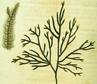 Cladostephus spongiosum1